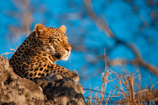 Leopard sitting in Sabi Sands Game Reserve