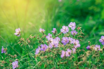 Obraz na płótnie Canvas Little purple flowers of wild geranium lost among dense green grass