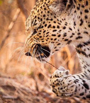 Close up leopard holding stick with thorns in mouth