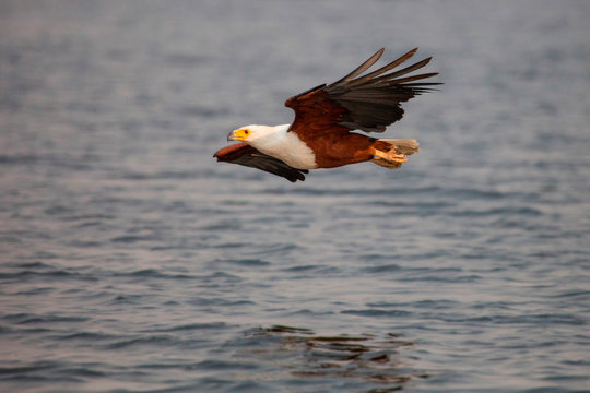 An African fish eagle, Haliaeetus Vocifer, flies over water, legs tucked against body, flying out of frame