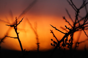 silhouette of a tree at sunset