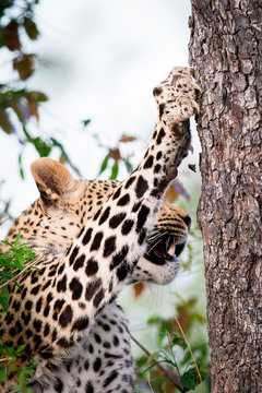 A leopard's head and front leg, Panthera pardus, claws out and into tree trunk and bark as it climbs up, looking away,