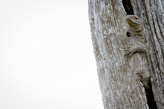 A rock monitor lizard, Varanus albigularis, hugs a vertical dead tree, whited out background