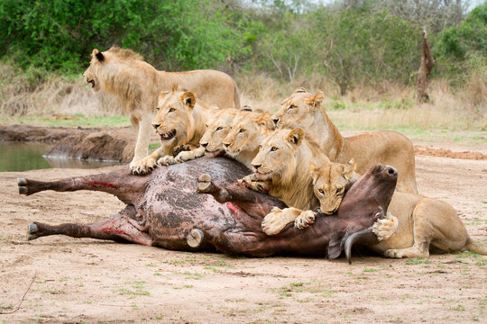 A pride of lions, Panthera leo, lie over a buffalo carcass, Syncerus caffer, looking away, biting neck of bloated buffalo