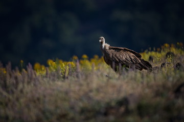 Gyps fulvus. The wild nature of Bulgaria. Free nature. A beautiful picture of nature. Rhodopes. Big bird. Mountains in Bulgaria. European wildlife.