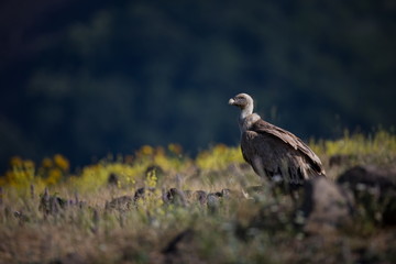 Gyps fulvus. The wild nature of Bulgaria. Free nature. A beautiful picture of nature. Rhodopes. Big bird. Mountains in Bulgaria. European wildlife.