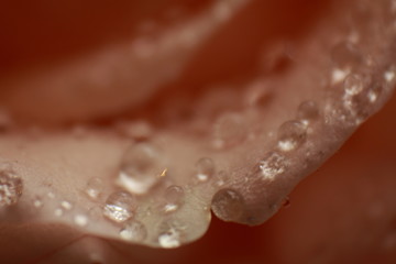 dew drops on rose