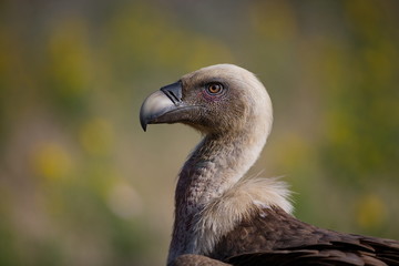 Gyps fulvus. The wild nature of Bulgaria. Free nature. A beautiful picture of nature. Rhodopes. Big bird. Mountains in Bulgaria. European wildlife.