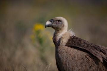 Gyps fulvus. The wild nature of Bulgaria. Free nature. A beautiful picture of nature. Rhodopes. Big bird. Mountains in Bulgaria. European wildlife.