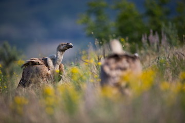 Gyps fulvus. The wild nature of Bulgaria. Free nature. A beautiful picture of nature. Rhodopes. Big bird. Mountains in Bulgaria. European wildlife.