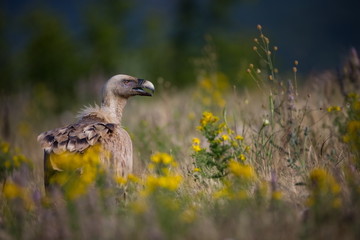 Gyps fulvus. The wild nature of Bulgaria. Free nature. A beautiful picture of nature. Rhodopes. Big bird. Mountains in Bulgaria. European wildlife.
