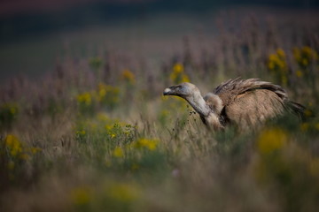 Gyps fulvus. The wild nature of Bulgaria. Free nature. A beautiful picture of nature. Rhodopes. Big bird. Mountains in Bulgaria. European wildlife.