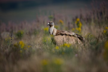 Gyps fulvus. The wild nature of Bulgaria. Free nature. A beautiful picture of nature. Rhodopes. Big bird. Mountains in Bulgaria. European wildlife.