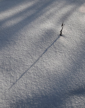 Dry stalk on gray snow