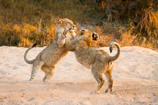 Two lion cubs, Panthera leo, stand on their hind legs in sand while playing, paws in the air, tails up, sand in the air