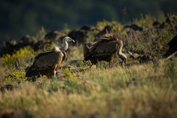 Gyps fulvus. The wild nature of Bulgaria. Free nature. A beautiful picture of nature. Rhodopes. Big bird. Mountains in Bulgaria. European wildlife.