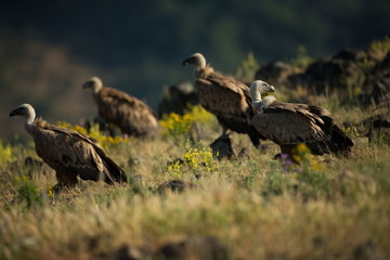 Gyps fulvus. The wild nature of Bulgaria. Free nature. A beautiful picture of nature. Rhodopes. Big bird. Mountains in Bulgaria. European wildlife.