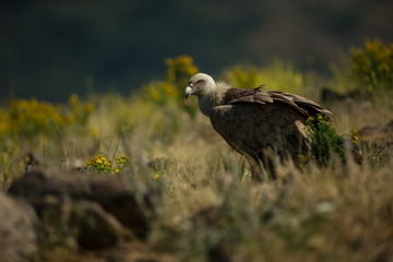 Gyps fulvus. The wild nature of Bulgaria. Free nature. A beautiful picture of nature. Rhodopes. Big bird. Mountains in Bulgaria. European wildlife.
