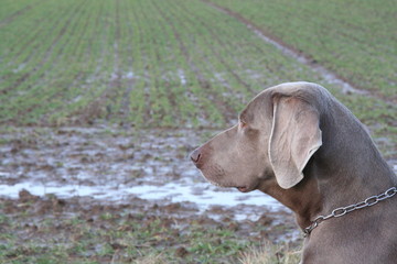 Weimaraner