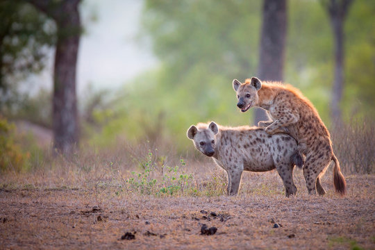 A spotted hyena male, Crocuta crocuta, mounts a female while mating, looking away, backlit