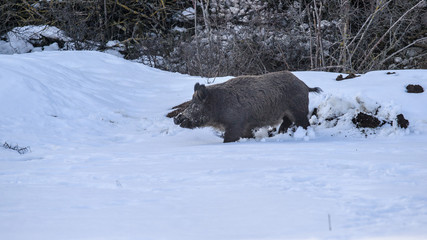 parco nazionale d'abruzzo