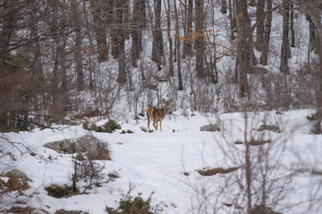 parco nazionale d'abruzzo
