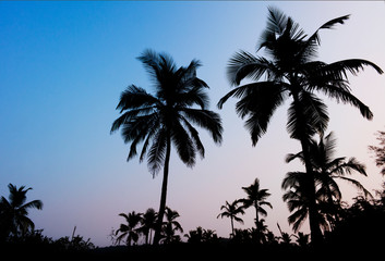 Silhouette of Palm trees against the sky.