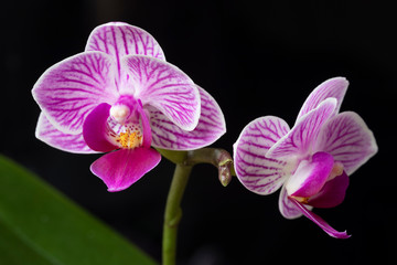 Orchidee lila weiss gelb