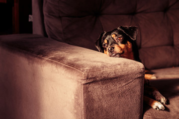 Cachorro descansando