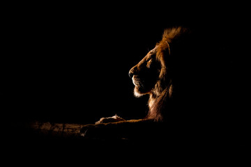 The side profile of a male lion lying down, Panthera leo, at night, lit up by spotlight, looking away