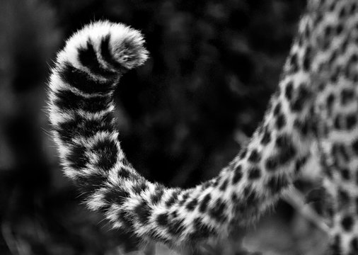 A leopard's tail, Panthera pardus, curled up, dark rosettes on fur, in black and white