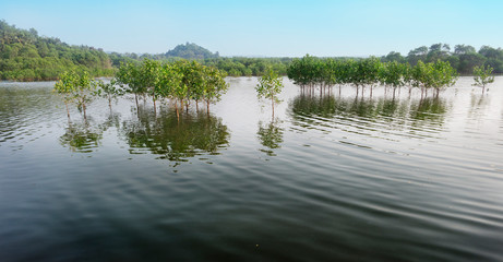 The trees in the water.