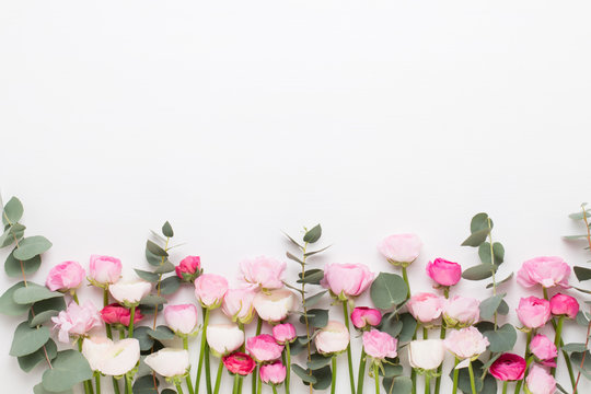 Fototapeta Beautiful colored ranunculus flowers on a white background.Spring greeting card.