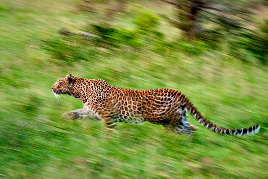 A leopard, Panthera pardus, runs through green grass, looking away, motion blur