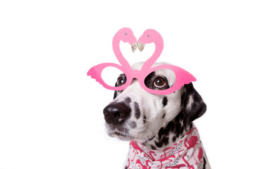 Funny flamingo shape party glasses on a dalmatian dog on isolated background. Pink heart shaped glasses. Happy Valentines day. Copy space