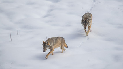 parco nazionale d'abruzzo