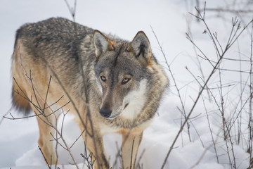 Obraz premium parco nazionale d'abruzzo