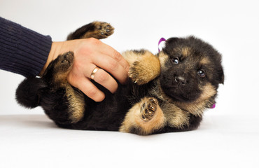 little puppy on a white background