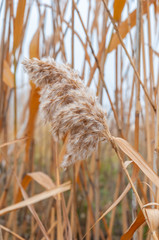 Reeds yellow and dry in the mist of an autumn day © Roman
