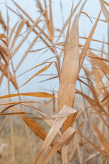 Reeds yellow and dry in the mist of an autumn day © Roman