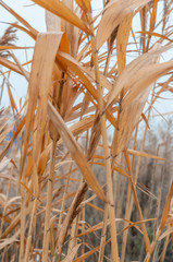 Reeds yellow and dry in the mist of an autumn day © Roman