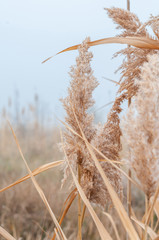 Reeds yellow and dry in the mist of an autumn day © Roman