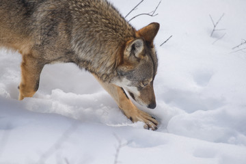 parco nazionale d'abruzzo