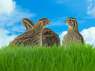 quails in green grass on blue sky with clouds background