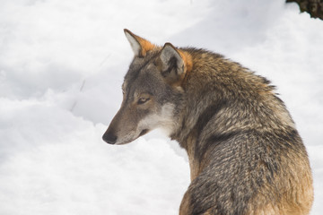 parco nazionale d'abruzzo