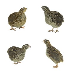 set of quails isolated on white background