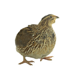quail isolated on white background