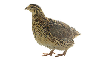 quail isolated on white background
