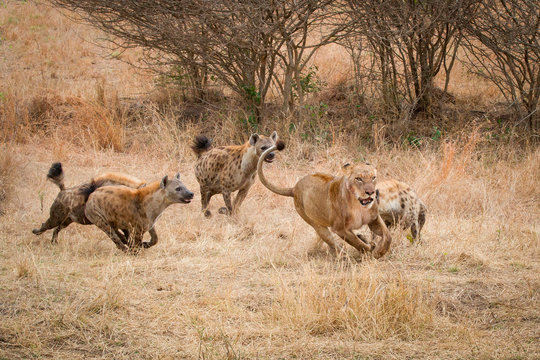 Spotted hyenas chasing lion in Sabi Sands Game Reserve