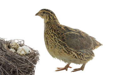 quail with nest with eggs isolated on white background